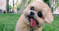 Shapiro-Most-Famous-Dog-On-Instagram-1200x630-1448389260